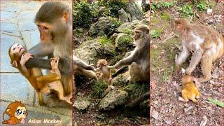 A wild mother monkey takes care of her baby monkeys. Mother monkey weaning baby monkey