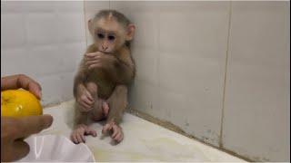 Baby monkey Miker waiting for mommy feed him orange 