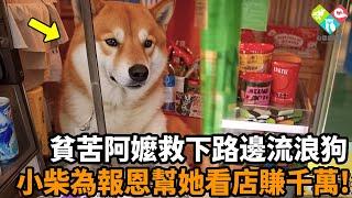 貧窮阿嬤救下路邊昏迷的小流浪，柴犬痊愈後竟主動幫阿嬤看店，回報恩人為她賺千萬！#狗狗 #流浪狗 #報恩 #暖心 #流淚 #日本 #真實故事 #心靈飼養員