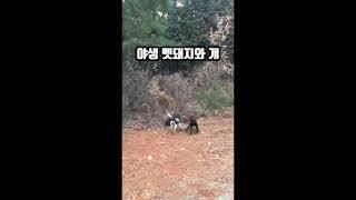 극한직업] 야생 멧돼지와 개 사냥개 사냥 wild hog hunter dog wildbowa wild dog 시고르자브종 하이브리드견