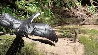 Pied Cormorant & Eastern Water Dragon