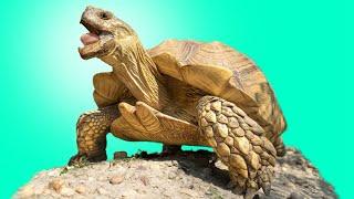 Garden State Tortoise Presents the Tortoises of Africa! From Giants to Flat-Shelled Species!