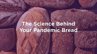 The Science Behind Your Pandemic Bread