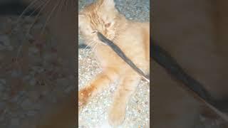 #cat Gugu play time #youtubeshorts