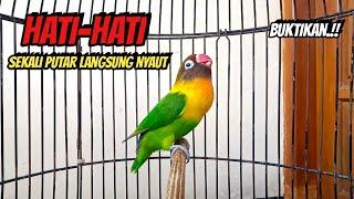 Suara Burung Lovebird Ngekek Panjang JITU Memancing EMOSI, HATI-HATI Sekali Putar Langsung NYAUT