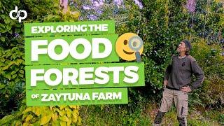 Exploring the Food Forests of Zaytuna Farm