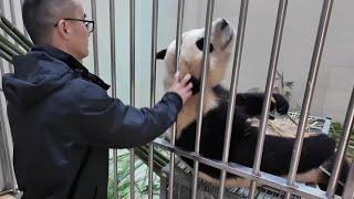 Dad tickles Fubao, Fubao's coccyx is pricked and bamboo sticks disappear