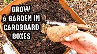 3 EASY DIY Cardboard Grow Box Gardening Containers You Can Make At Home!