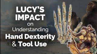 CARTA: Lucy and Evolution of Hand Dexterity and Tool Use