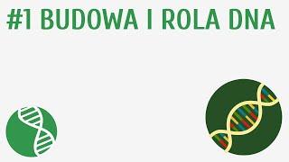 Budowa i rola DNA #1 [ Genetyka ]