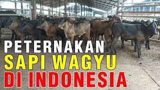 Peternakan Sapi Wagyu Indonesia Ada Di Lampung