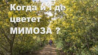 Где лучшая локация цветущей мимозы на Лазурном берегу? Красивейшие места юга Франции!