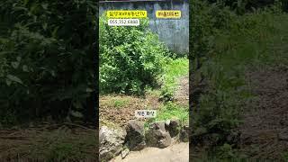 [매물185번] 경남밀양촌집 #밀양보배부동산 #shorts #밀양촌집 #밀양시골집 #밀양가곡동주택매매 #밀양주택매매 #밀양주택 #경남밀양 #밀양 #밀양부동산
