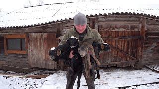 Я в ПРИЯТНОМ ШОКЕ , СКОЛЬКО ИХ СВАЛИЛОСЬ на МОЮ ГОЛОВУ! ЖИЗНЬ в ЛЕСУ. №332