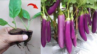 Crazy Skills how to grow Eggplant tree from eggplant fruit