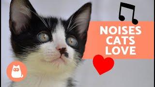 7 SOUNDS That CATS LOVE  | Sounds to ATTRACT your CAT 