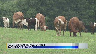 Cattle rustling arrest
