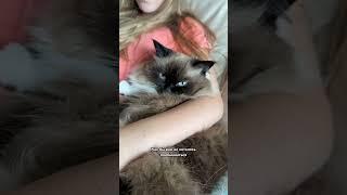 Ни в коем случае не делайте этого со своей кошкой! 