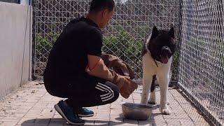 跟严重护食的秋田犬面对面对峙，这个场面太吓人了！\ Scary! Face-to-face training to Akita’s serious food aggression!