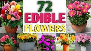 72 Edible Flowers | Eatable Flowers you can grow for flavour your food and improve your health