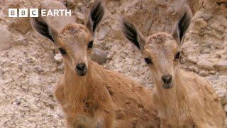 Baby Ibex vs Fox on a Cliff Edge | Growing Up Wild | BBC Earth Kids