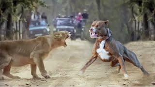 100 Craziest Animal Fights of All Time 2023