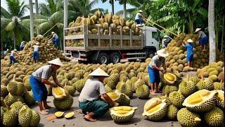 How Thai Farmers Harvest Millions of Durians Every Year - Durian Processing - Lissan Farm