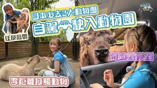 第1️⃣次自駕揸入動物園，零距離接觸動物 再去 #那須動物王國 全日本最好玩嘅動物園