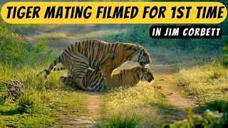 Tiger mating filmed for the first time in Jim Corbett National Park | Dhikala Jim Corbett