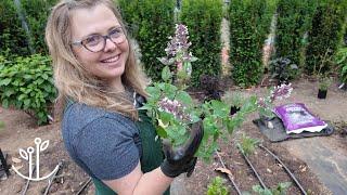 Adding Perennials to the Border: Yes Please!