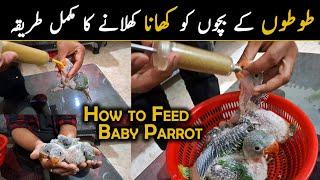 How to Hand Feeding Parrot Chicks with Syringe | How to Feed Parrot Chicks? | Danish Ahmed Vlogs