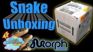 Morphmarket Snake Unboxing