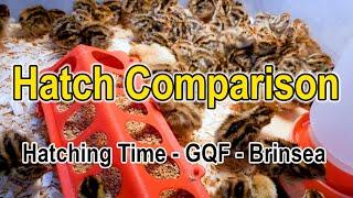 Incubator Hatch Comparison - Hatching Time - GQF - Brinsea