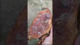 Masak kepiting Pangang Sungguh Lezat