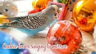 Budgie singing to Mirror | Christmas Edition