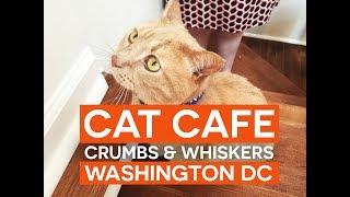 Crumbs and Whiskers  First Cat Cafe in Washington DC