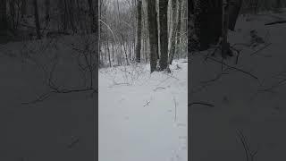 Cold winter storm in the search for#bigfoot pt 2