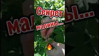 Секрет малины#shorts#малина#дача#огород2025#секрет_урожая#raspberry#dacha#vegetable_garden2025