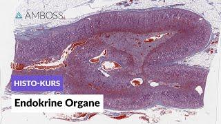 Histologie der endokrinen Organe - Mikroskopische Anatomie - AMBOSS Video