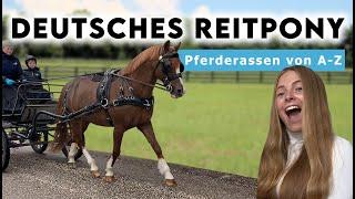 Pferderassen von  A-Z | 𝗗𝗲𝘂𝘁𝘀𝗰𝗵𝗲𝘀 𝗥𝗲𝗶𝘁𝗽𝗼𝗻𝘆 - Ponyzucht Pürstinger