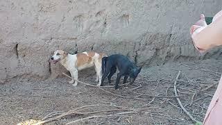 RuralDogs Appelzeller Sennenhund vs Labrador Retriever female dog in middle village