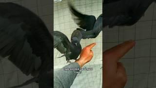 ЗАПОМИНАЮЩИИ ️ #tauben #pigeon #kabootar
