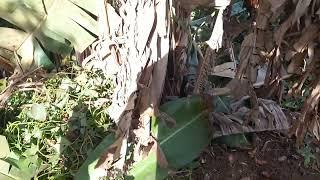 African Garden, Banana Plantation