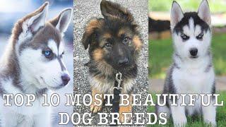 Top 10 Most Beautiful Dog Breeds in 2024