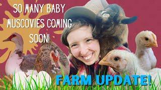 Busy Busy Spring (an end of April farm update!)