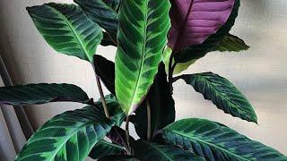 Calathea Warscewiczii  Калатея Варшевича   #plants #растения