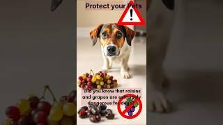 Why Raisins Deadly for Dogs │ Raisins dangerous for dogs │ #doghealth #doglovers