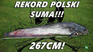 REKORD SUMA 267cm ! Barbarzyństwo - Sum zabity