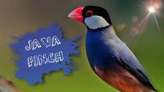 Java finch singing | Sparrows Enjoying in nest | Infobeam TV