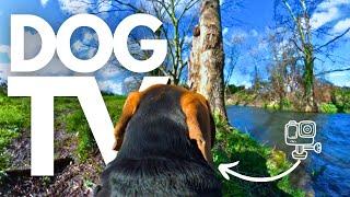 GoPro DogTV | Your Dog's 7hr Relaxing Virtual Journey Through Nature  From His Point-Of-View